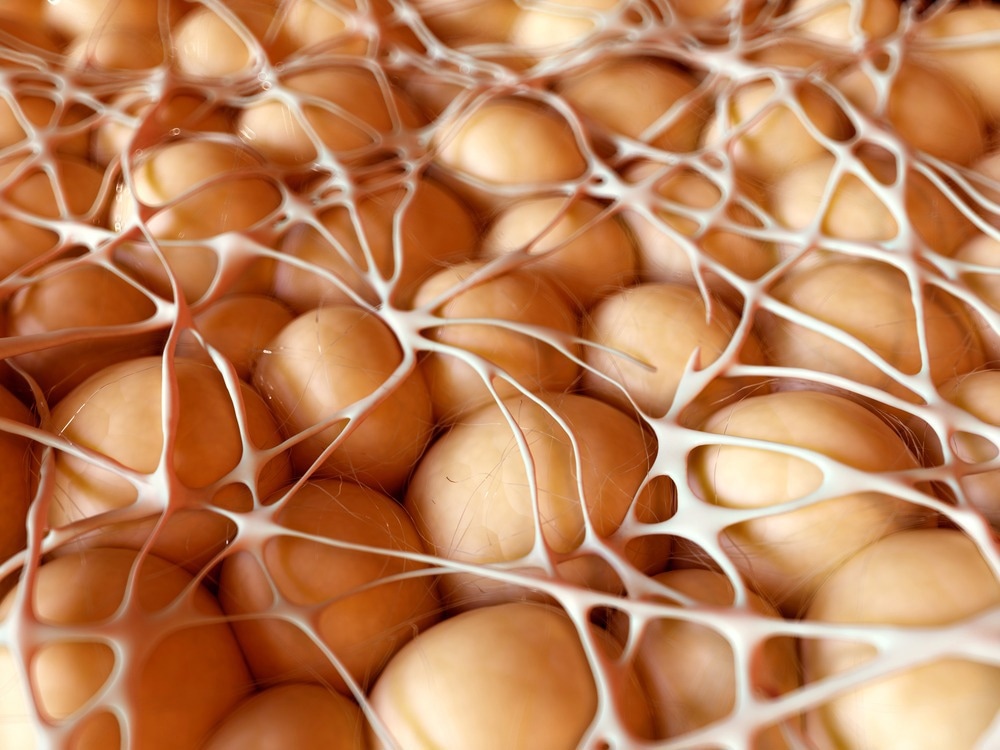 Study: The role of somatosensory innervation of adipose tissue.  Image credit: SciePro / Shutterstock.com